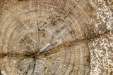 Polished Petrified Tropical Hardwood End-Cut - Texas #236493-1